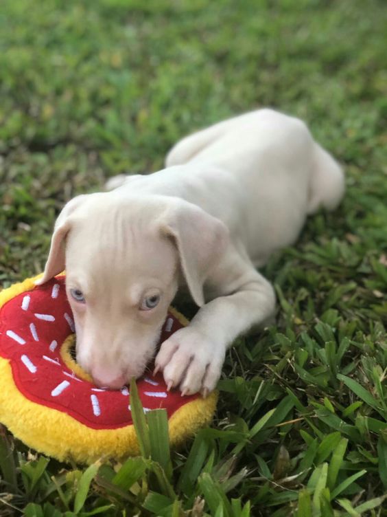 Doberman venta de perros criadero doberman