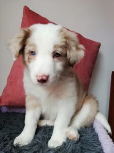 venta de perro border collie criadero border collie