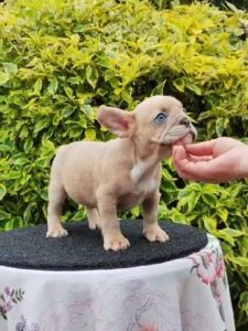 Bulldog frances venta de perros criadero