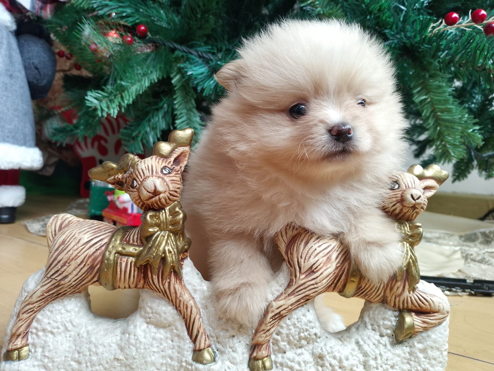 venta de perros pomerania criadero pomerania