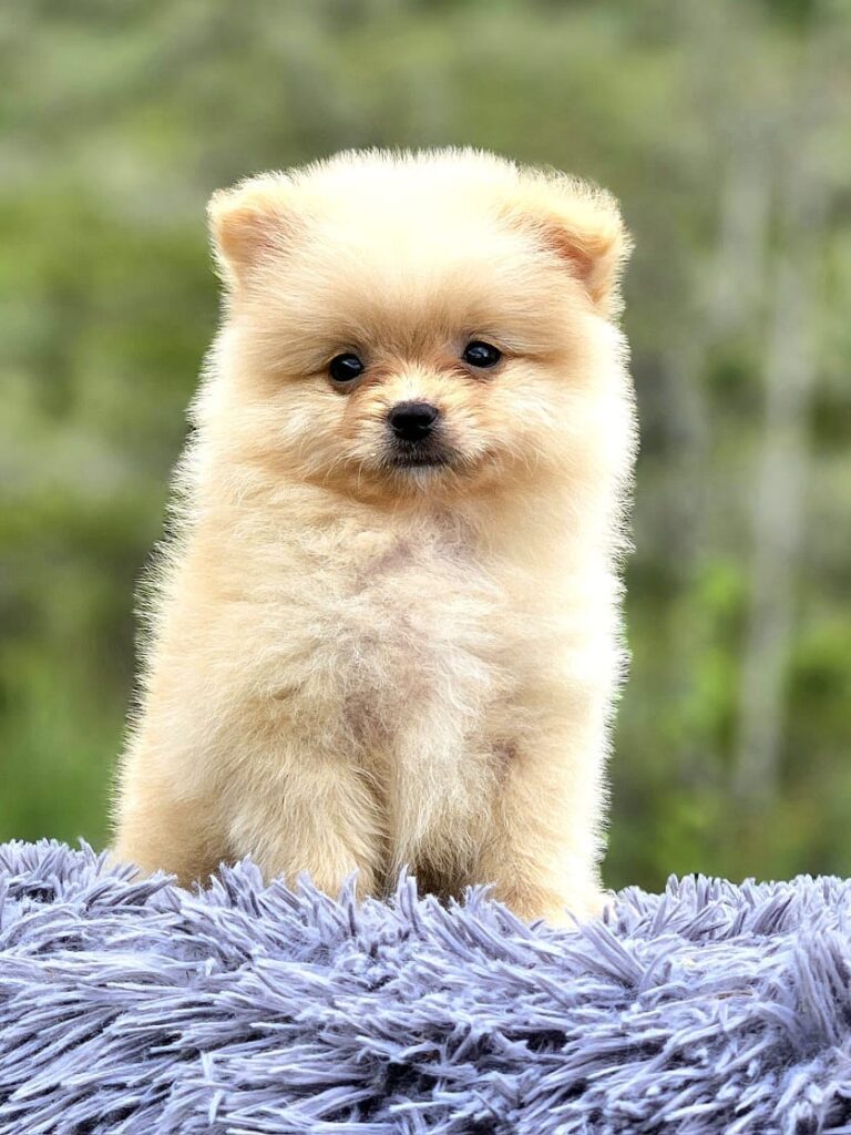 venta de perros pomerania criadero pomerania