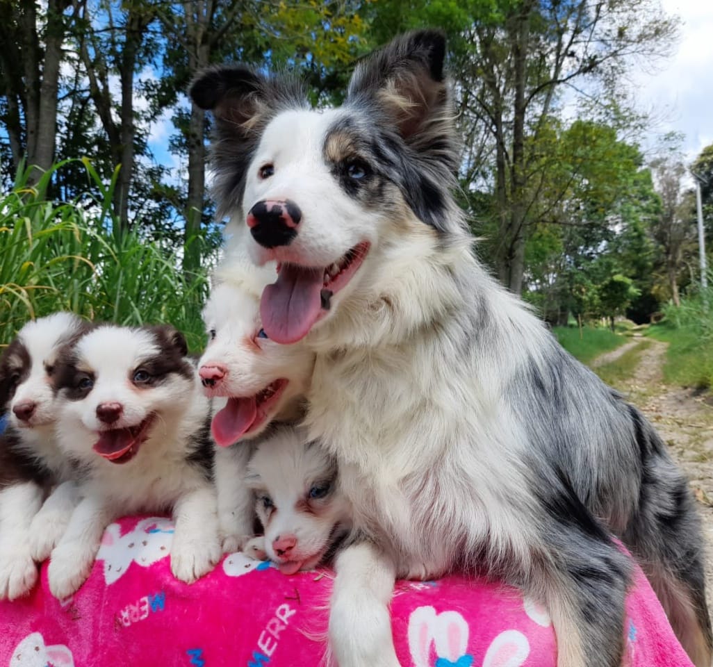 venta de perros border collie criadero border collie