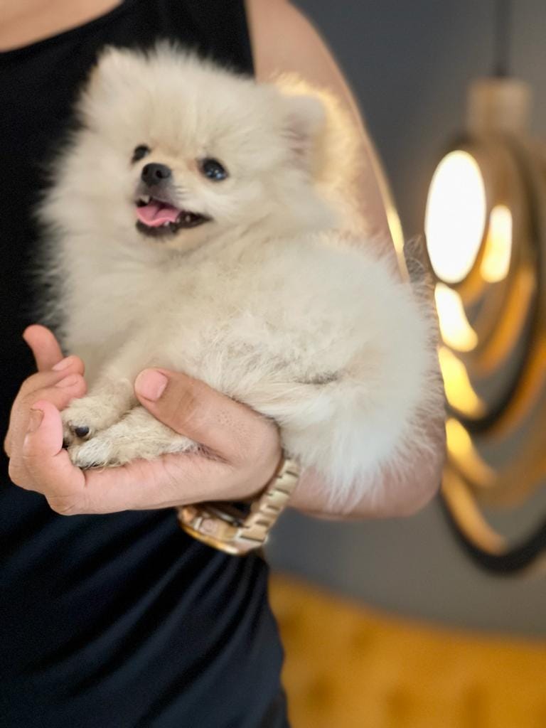 venta de perros pomerania criadero pomerania