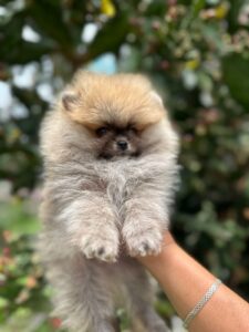 venta de perros pomerania criadero pomerania