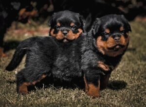 Venta de Perros Rottweiler criadero canino Rottweiler Bogota