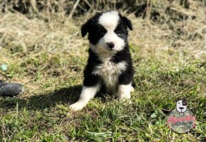 venta de perro border collie criadero border collie