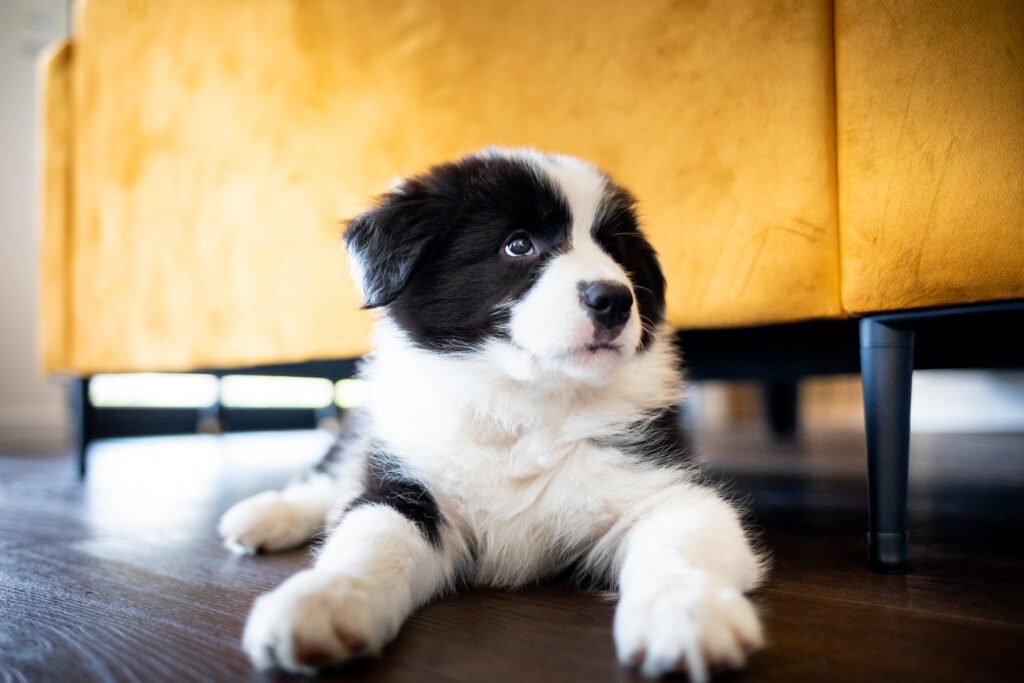 Venta de perros border collie criadero