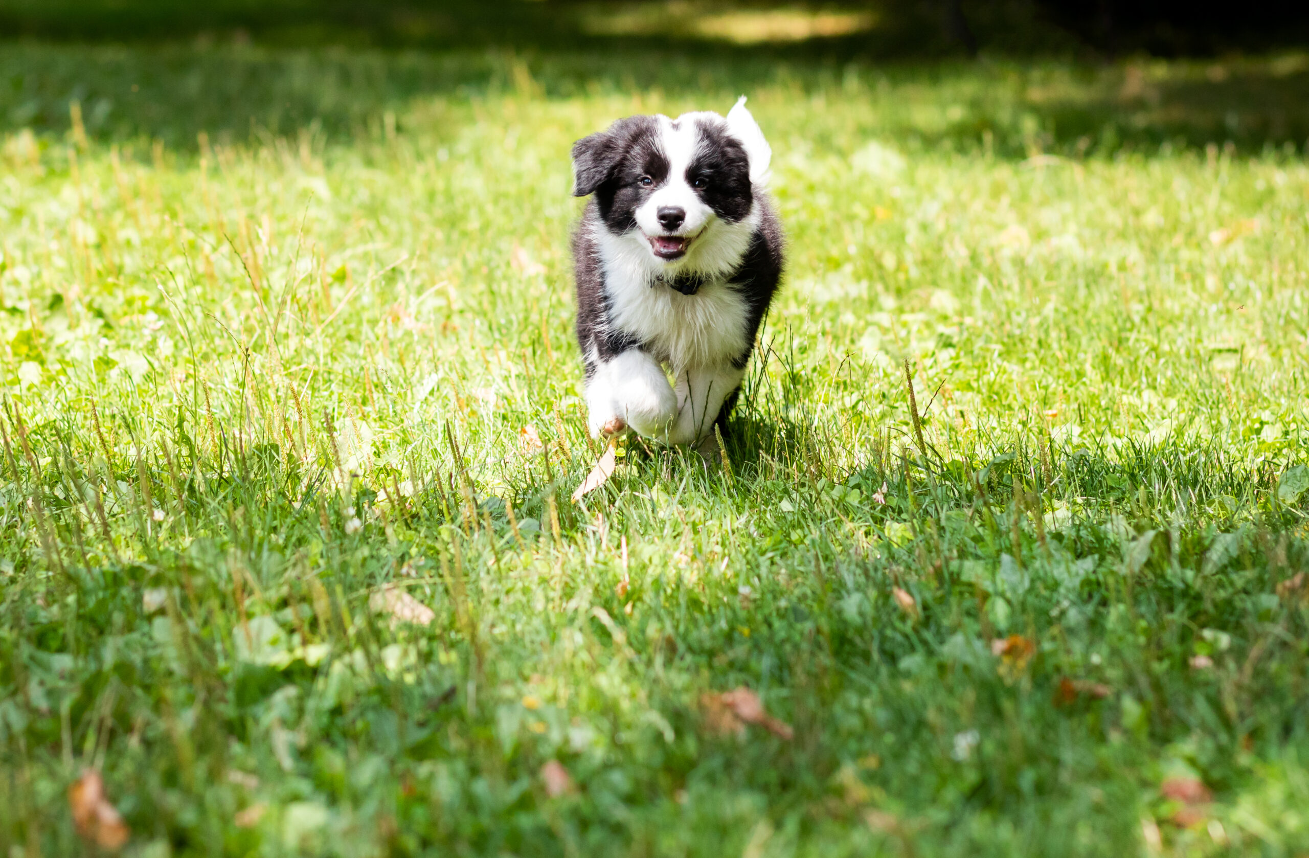 Border Collie venta de perros criadero border collie