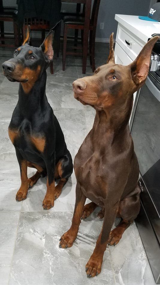 Doberman venta de perros criadero doberman