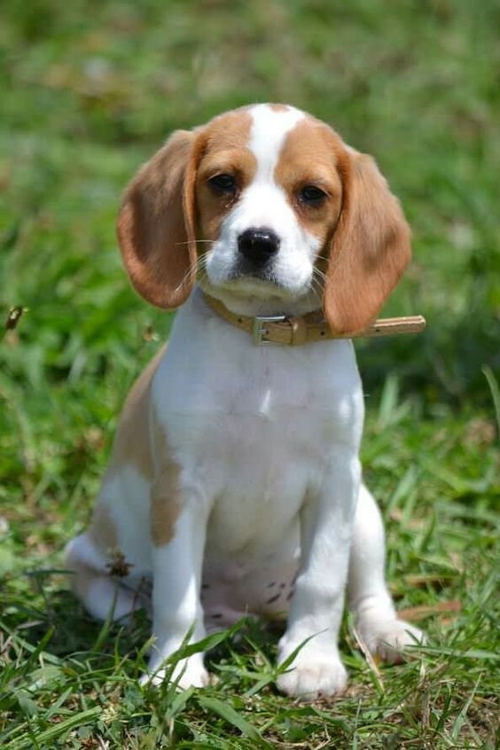 Criadero Canino Beagle Bogota Venta De Perros Beagle Bogota