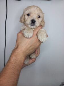 Venta De Perros French Poodle Bogota Criadero French Poodle