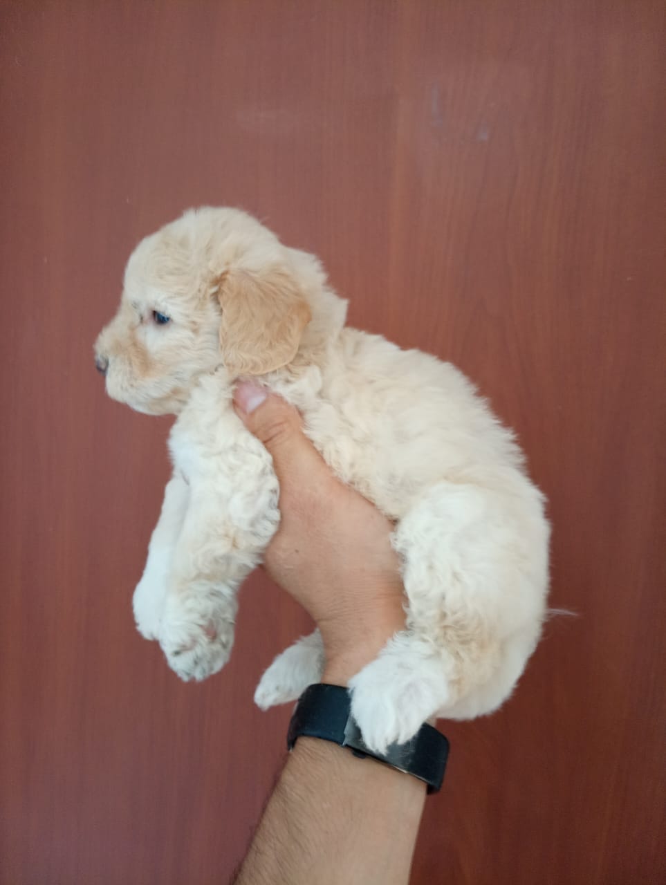 Venta De Perros French Poodle Bogota Criadero French Poodle Bogota