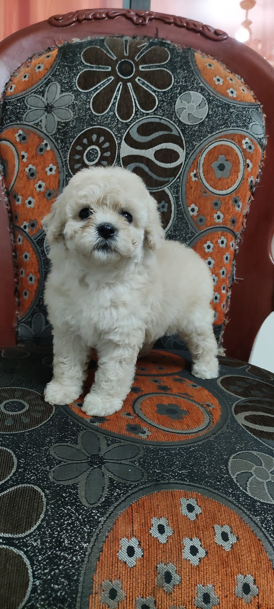 Venta De Perros French Poodle Bogota Criadero French Poodle Bogota