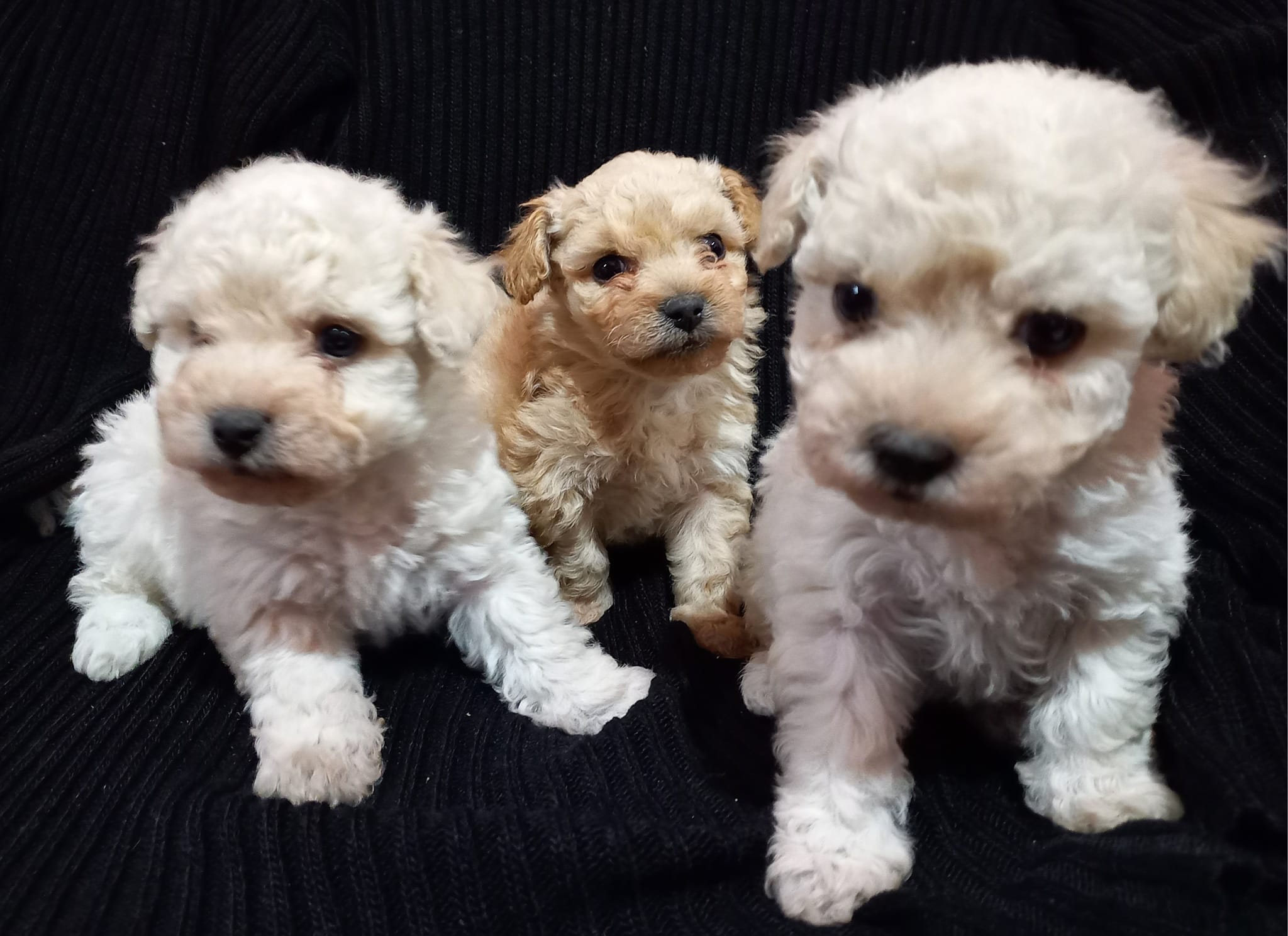 Venta De Perros French Poodle Bogota Criadero French Poodle