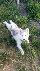 Criadero De Perros Husky Siberiano Bogota Venta de Perros Husky Siberiano