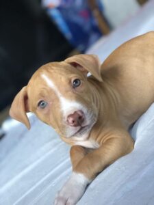 venta de perros pitbull bogota criadero pitbull