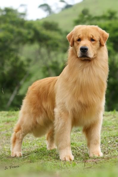 Criadero Canino Golden Retriever Bogota Venta de Perros Golden Retriever