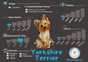 Criadero de Perros Yorkshire Terrier Bogotá