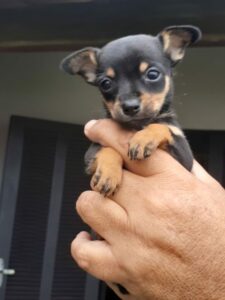 Criadero De Perros Pincher Bogota Venta de Perros Pincher Bogota