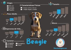 Beagle Mascotas Bogotá Criadero de Perros