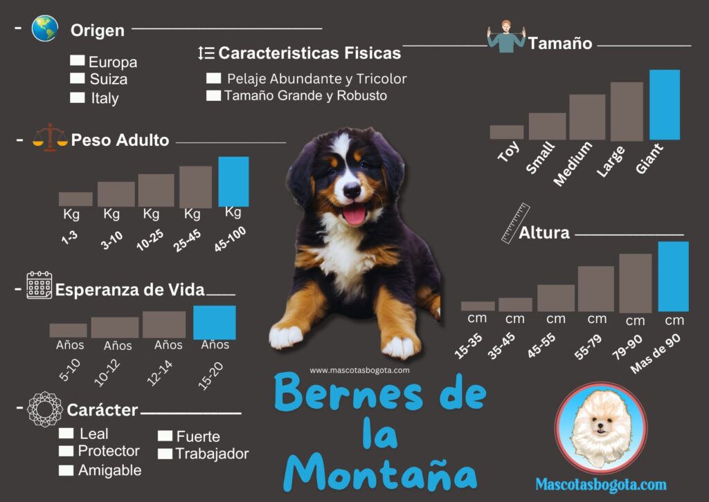 Bernes de la Montaña Mascotas Bogotá Criadero de Perros