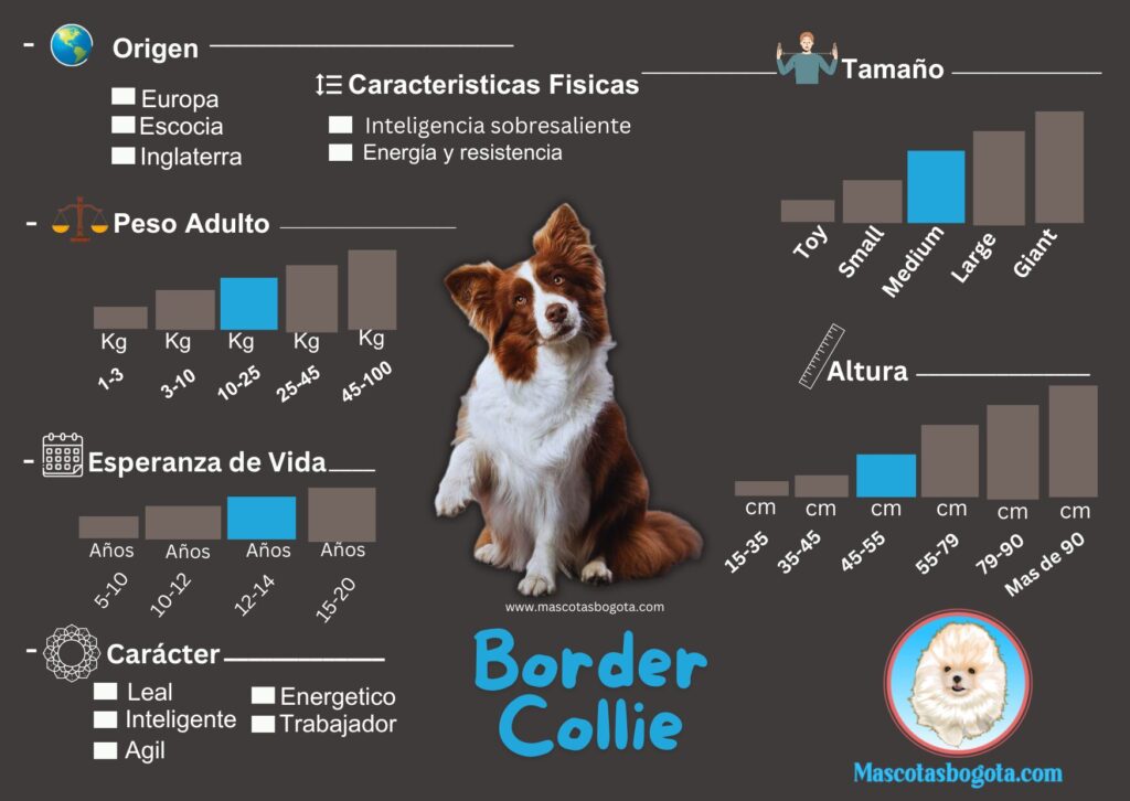 Border Collie Mascotas Bogotá Criadero de Perros