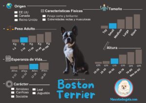 Boston Terrier Mascotas Bogotá Criadero de Perros