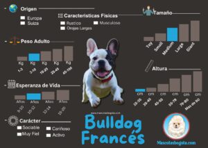 Bulldog Francés Mascotas Bogotá Criadero de Perros