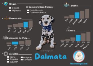 Dalmata Mascotas Bogotá Criadero de Perros