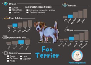 Fox Terrier Mascotas Bogotá Criadero de Perros
