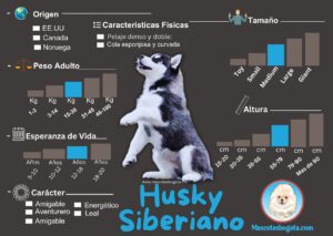 Husky Siberiano Mascotas Bogotá Criadero de Perros