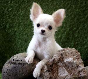 criadero de perros bogotá Chihuahua pelo largo