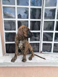 criadero de perros bogota Fila brasileiro