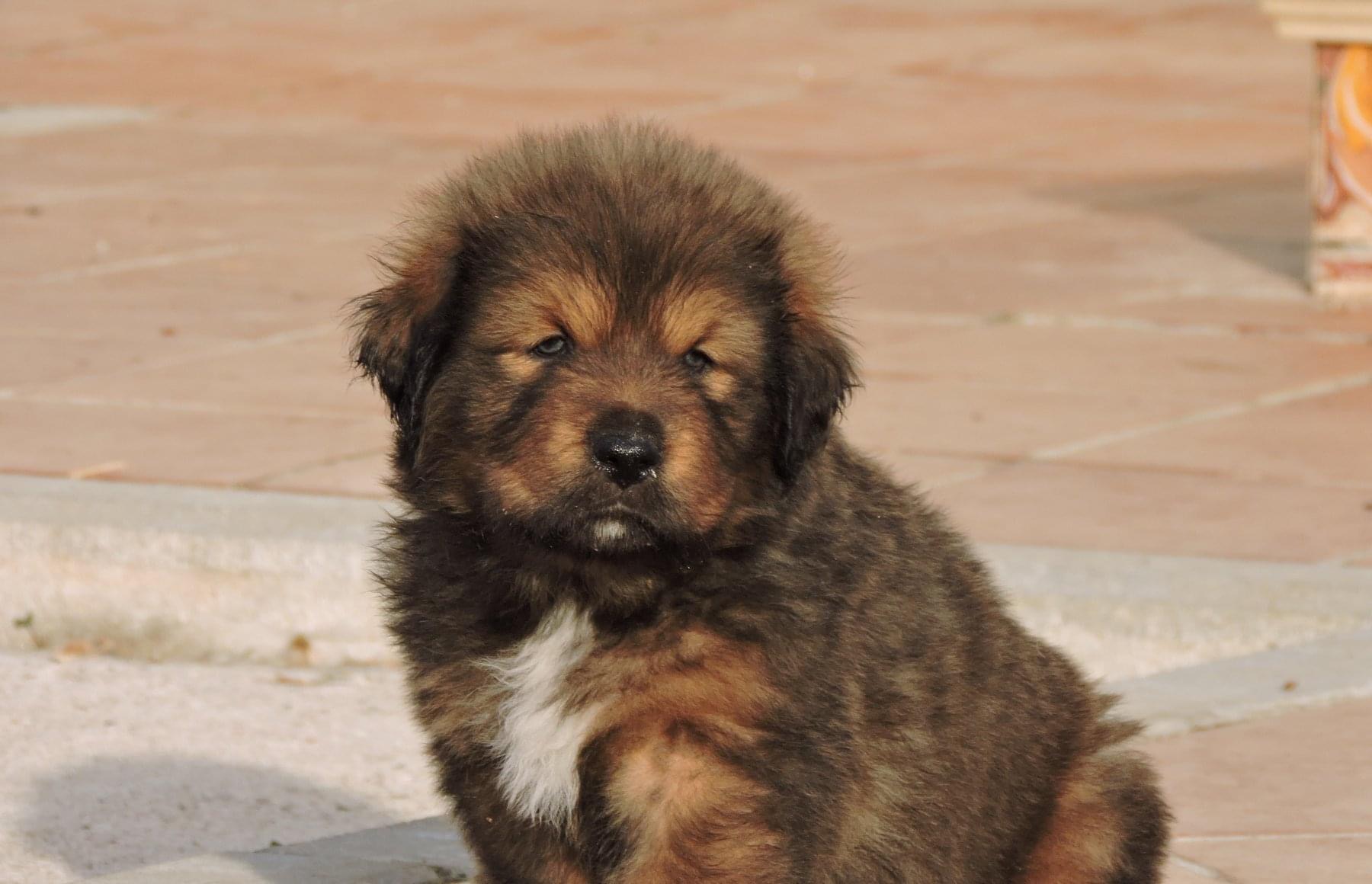 criadero de perros bogota Mastin Tibetano