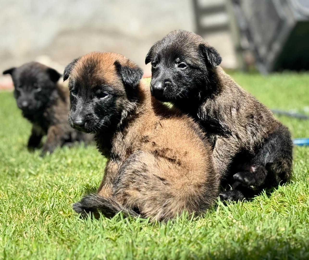 criadero de perros bogota pastor belga