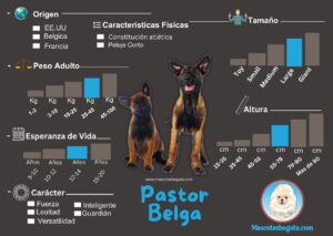 Pastor Belga Mascotas Bogotá Criadero de Perros