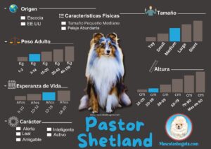 Pastor Shetland Mascotas Bogotá Criadero de Perros