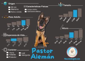 Pastor Aleman Mascotas Bogotá Criadero de Perros