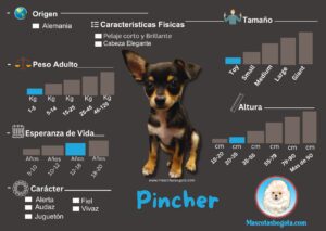Pincher Mascotas Bogotá Criadero de Perros