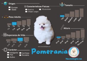 Pomerania Mascotas Bogotá Criadero de Perros