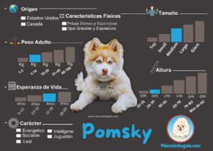 Pomsky Mascotas Bogotá Criadero de Perros