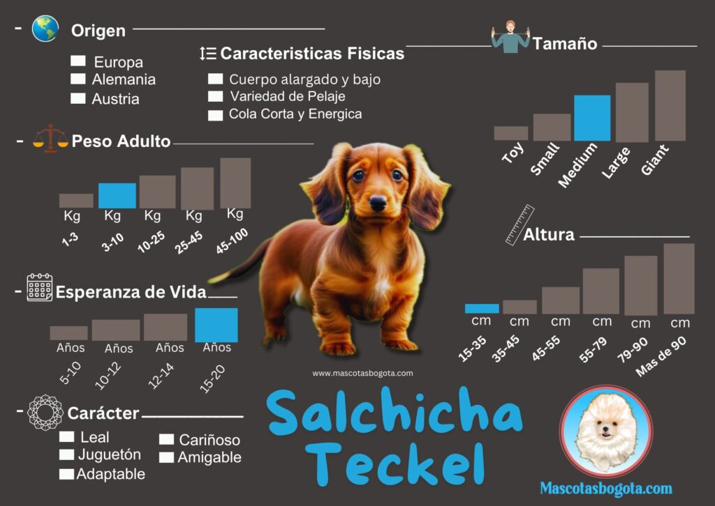 Perro Salchicha Mascotas Bogotá Criadero de Perros