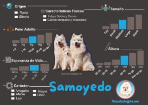 Samoyedo Mascotas Bogotá Criadero de Perros
