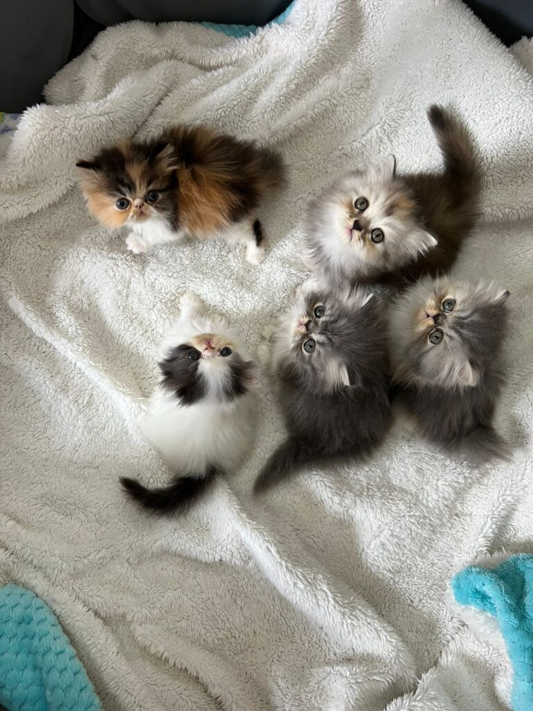 Criadero de gatos bogota persa