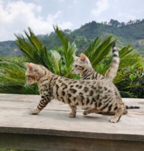 Criadero de gatos bogota Bengali