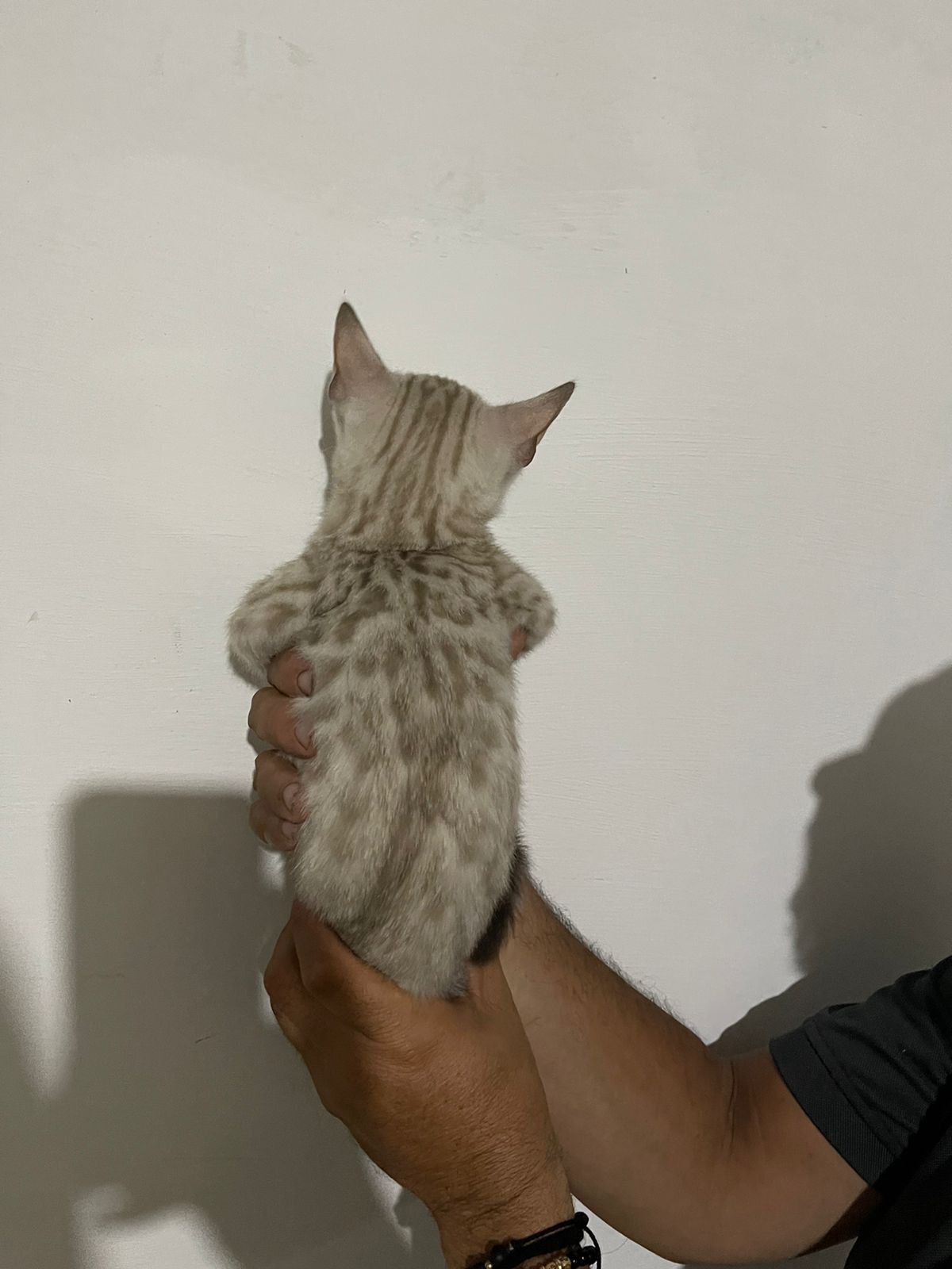 Criadero de gatos bogota Bengali