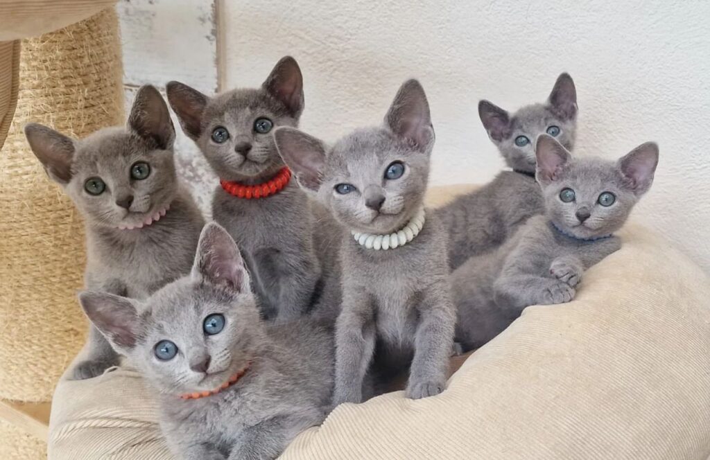 Criadero de gatos bogota Azul ruso