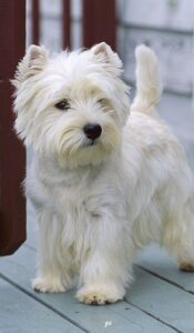 Criadero de perros West Highland White Terrier Bogota