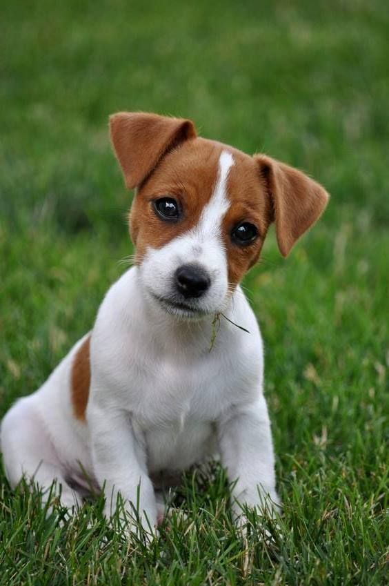 Criadero de Perros Jack Russell terrier Bogota