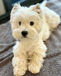 Criadero de perros West Highland White Terrier Bogotav